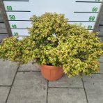 Javor dlaňolistý (Acer palmatum) ´LITTLE PRINCESS´ - výška 50-60 cm, ⌀ 80-90 cm, kont. C25L